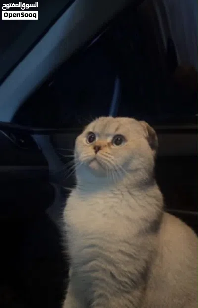 للبيع قط سكوتش فولد ذكر 2