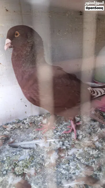 جوز شغال للبيع 2