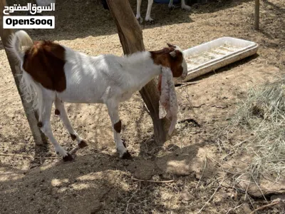 للبيع تيس باكستاني فحل 2