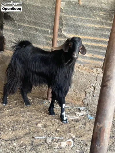 للبيع تيس عماني اسود ماشاء الله مد وشور وفول سمنه 3