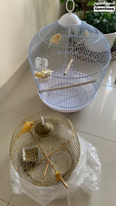 عدد 3 طيور كناري للبيع 2