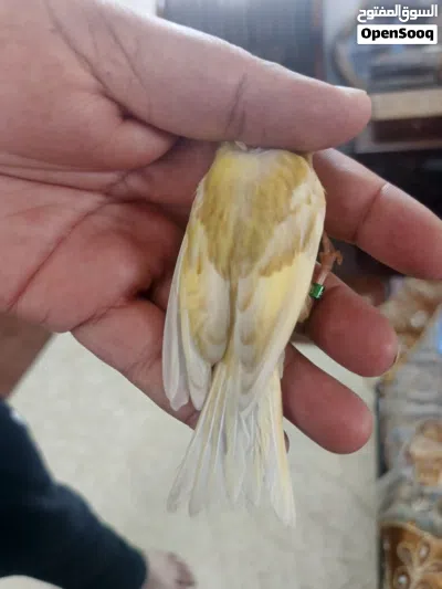 جوز مخاليف رازا جاسب 4