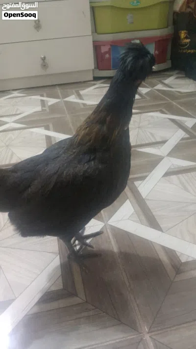 افراخ عرب وبو ركيبه 4