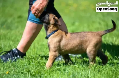 لو كلبك ميسمعش فلكلام ومتعبك او سلوكه سئ هذا مكانك اكاديميه الكلب المثالي متخصصة في تدريب الكلاب 3