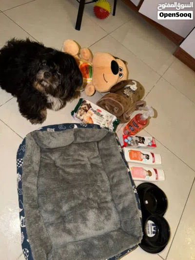 للبيع – شيتزو ذكر (Shih Tzu) 4