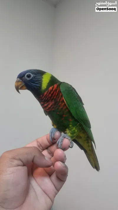 Rainbow lory fully hand tamed 4