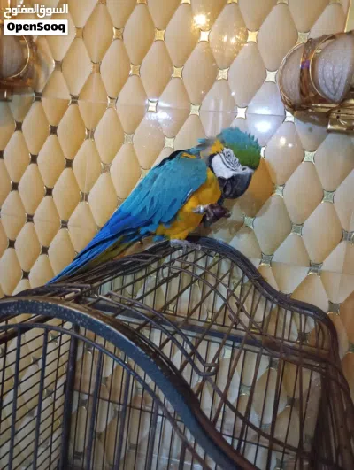 ببغاء مكاو ازرق و اصفر 3