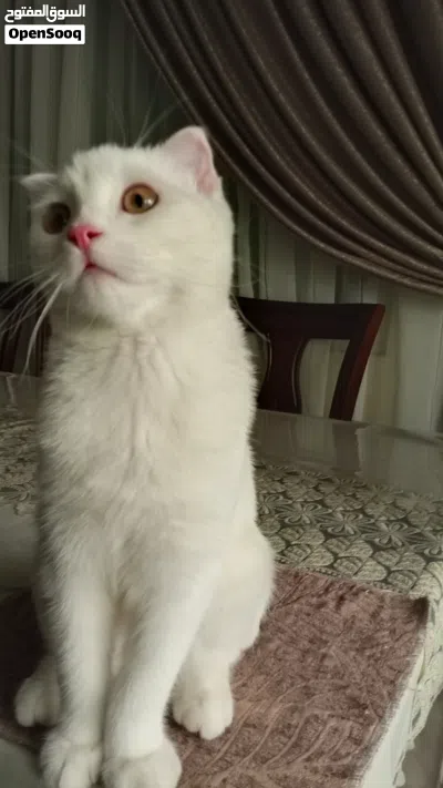 سكوتش فولد العمر بدايه الشهر الرابع معه دفتر مطاعيمه للبيع مع كامل اغراضه 2