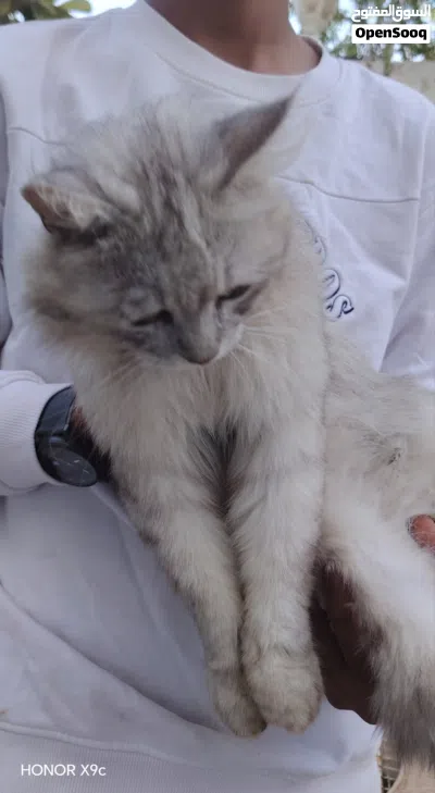 قطه شيرازي للبيع جميل ولطيف 2