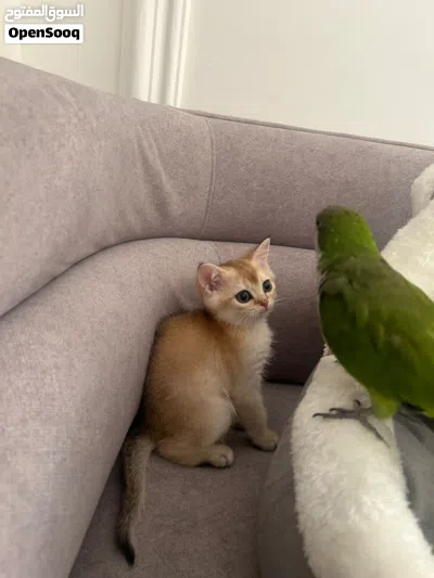 للبيع نثيه ny12 عمرها ثلاث شهور نظيفه مافيها اي شي لعوبه 2