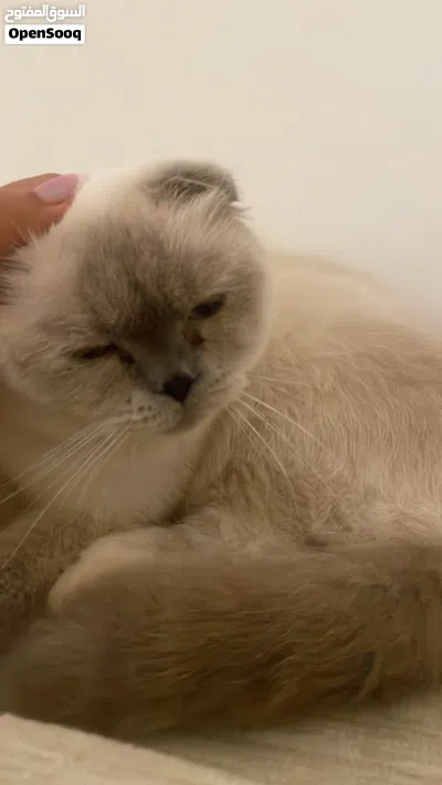 قطه أنثى سكوتش فولد للزواج Female Scottish Fold cat for mating 3