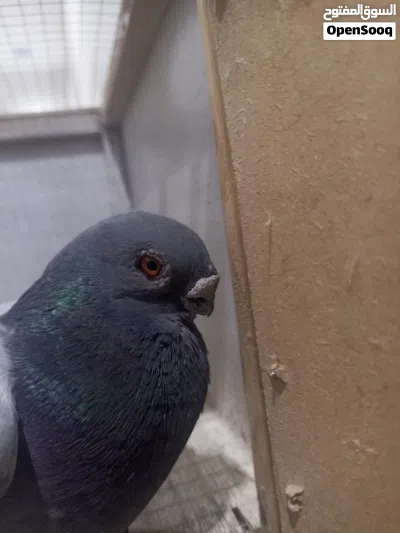 جوز عمري ازرق على محيرة صفرا 4
