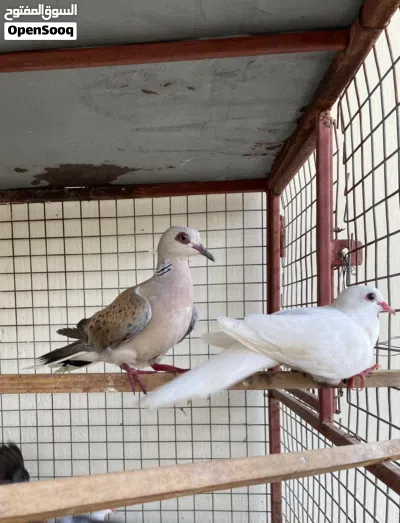 قمري + فاخت ابيض 3