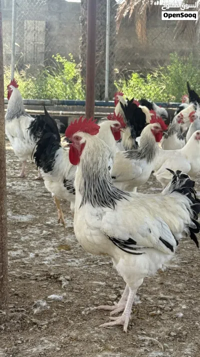 دجاج فرنسي للبيع بالجمله 3