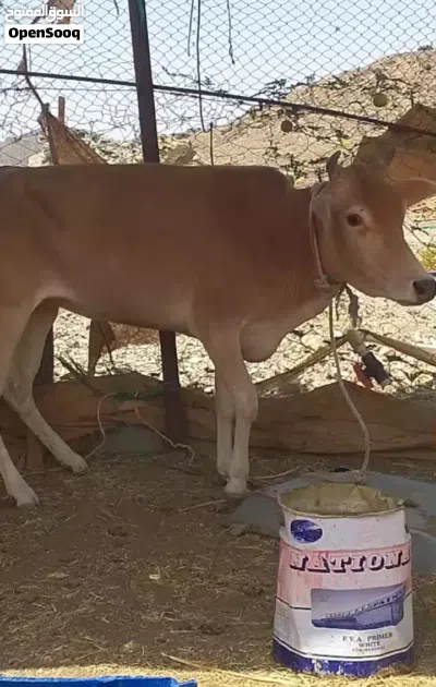 عجلة مآل الدار فل سمنه ما ولدة من قبل حلوة ح ذباح أو تربية ماشاء الله 2