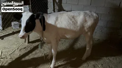 بجر حلوه ونوعية ارتفاع خمس بلوكات عمرها اكثر من 5 اشهر مال جني ورباط 3
