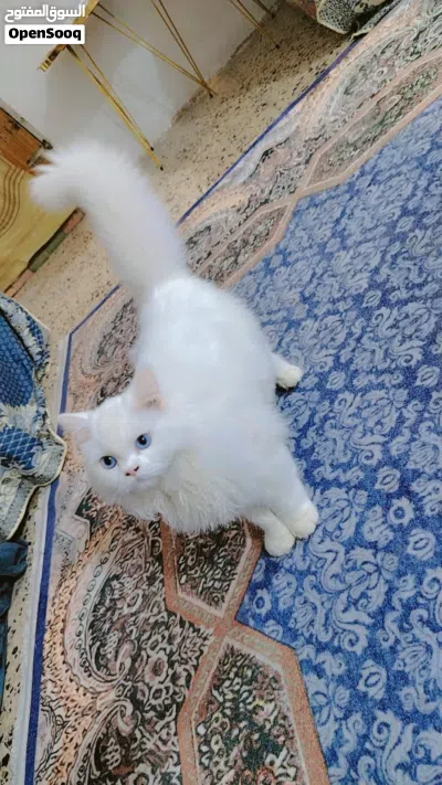 بزون حلو أليف مال بيت سعر 50 الف 2