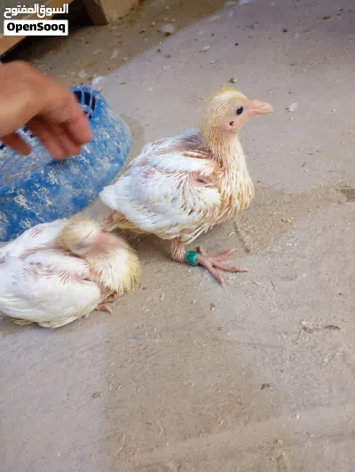 افراخ حمام زاجل ابيض متعودات على الزق 4