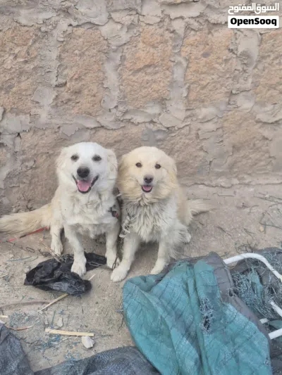 زوج كلاب امريكي شيزو وشيواوا للبيع عرطه 2
