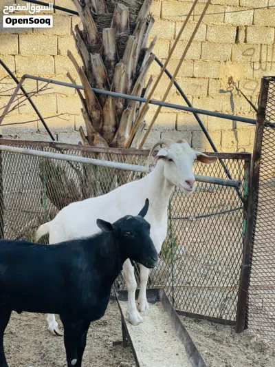 زوز ماعز للبيع حليب ماعيز ربي يبارك 3