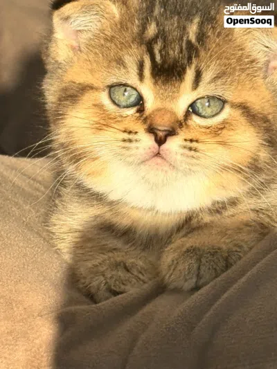 Exotic scotch fold kitten سكوتش فولد انثى مميز 3
