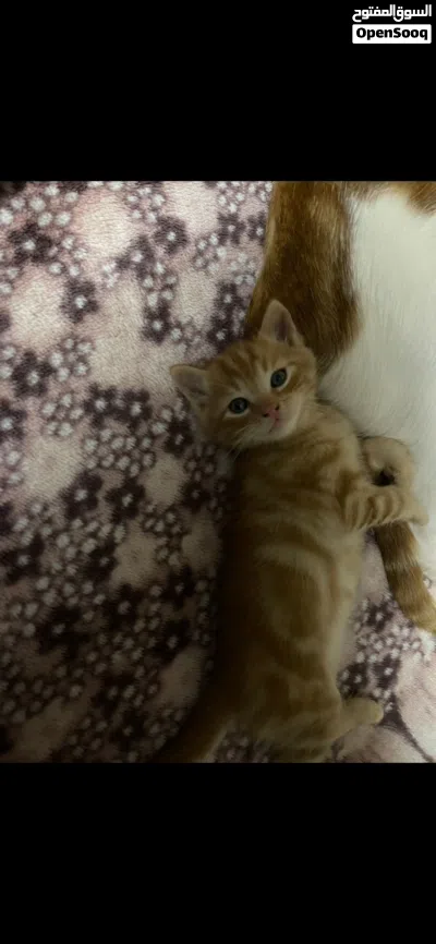 قطط للتبني العمر :3 شهور 4