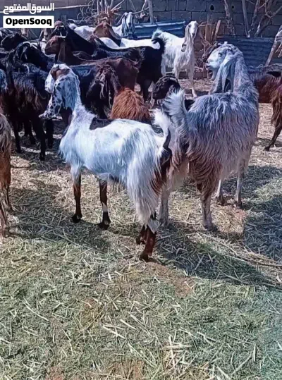 معيز اعشار تبارك الله 2