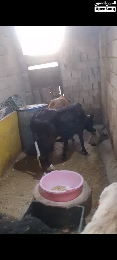 يا الله بجره سمينه خير من الله توزن 85 كيلو السعر مليون و150 4