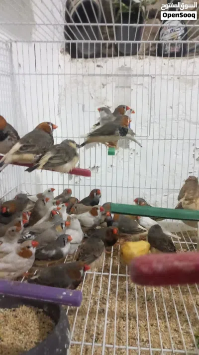 حظيره زيبره 3