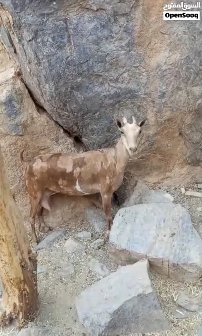 نوادر صلالي 4