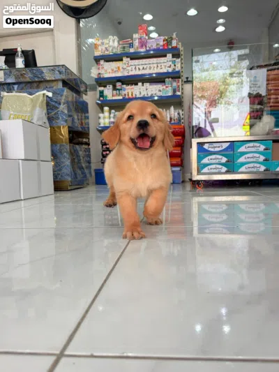Golden Retriever puppies 3