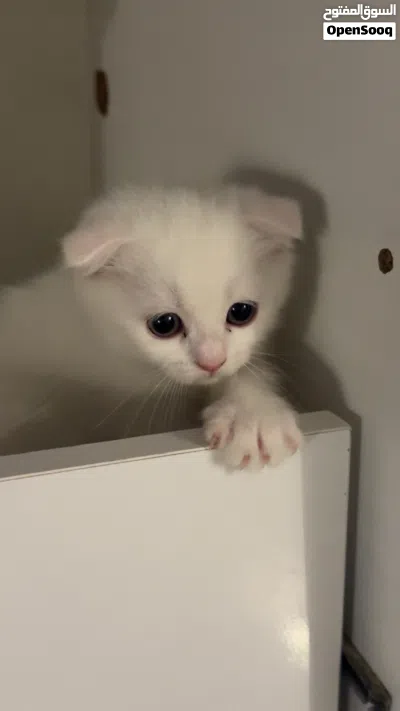 قط ذكر بعمر شهرين 3