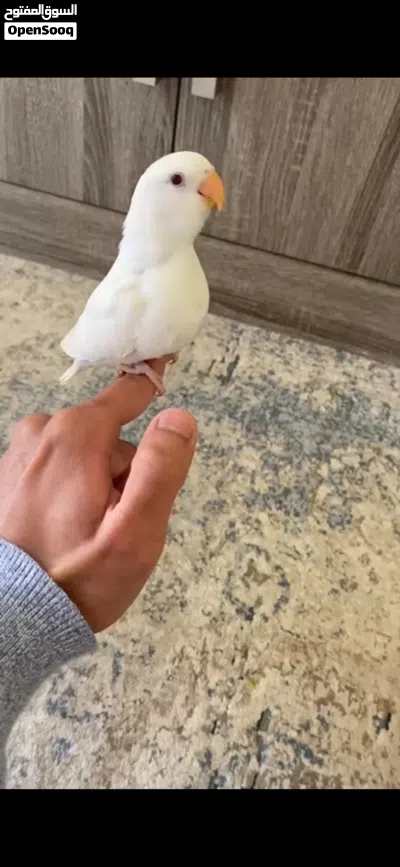 البيع لوف بيرد ربوه قويه 100/100 3