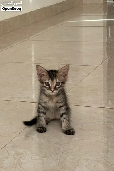 للتبني قطه فارسيه و 3 من عيالها adoption 3