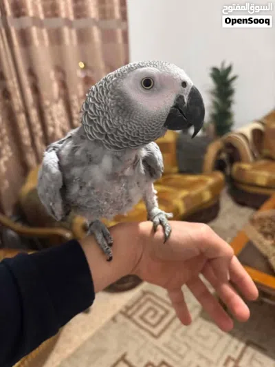 كاسكو متكلم للبيع 2