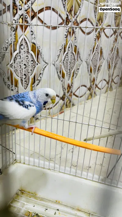 زوج طيور حب ملقحات تلقيح عام من فيروسات 2