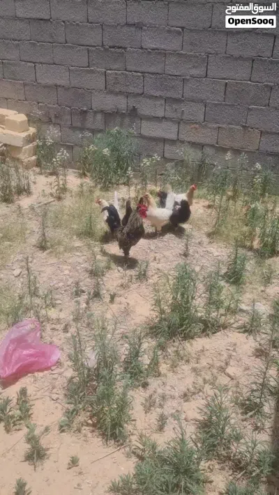 دجاج عربي للبيع 3