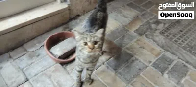 قط منزلي Domestic Shorthair 3