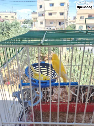 عصافير كناري بناديق 4