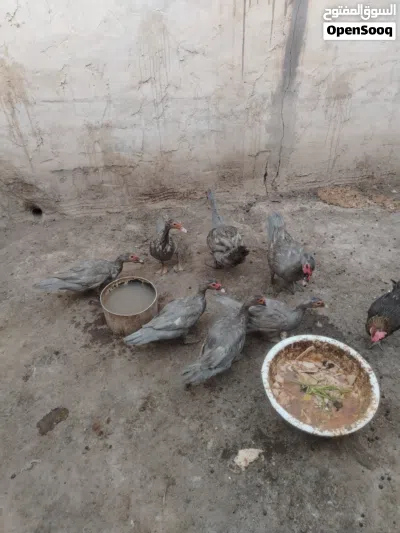 بش مصري رصاصي 2