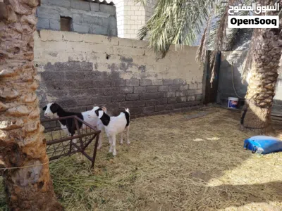 شاه وبنتها للبيع اقرا الوصف تحت لا يفوتك 2