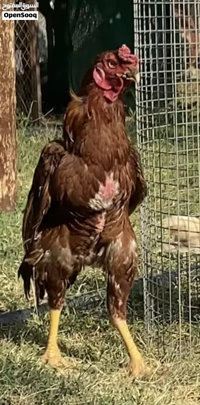 ديك فارسي فاخر الباحه 2