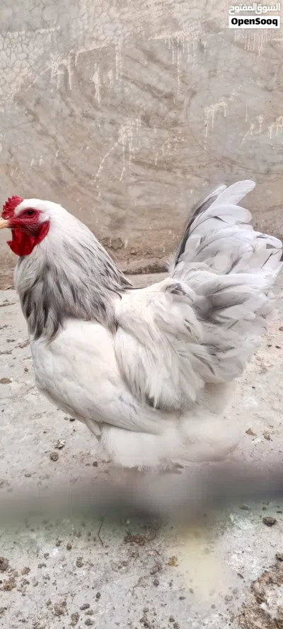 دجاج براهما 3