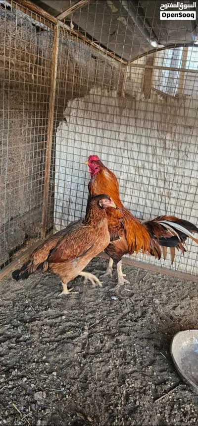 طيور مستورد ونسل مستورد مستوى قوي 2