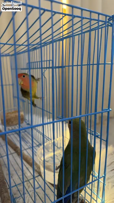 روز زوج للبيع 2