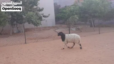 فطيمه وطنيه الله يبارك عمرها ف6شهور سليمه من العيوب والامراض 3