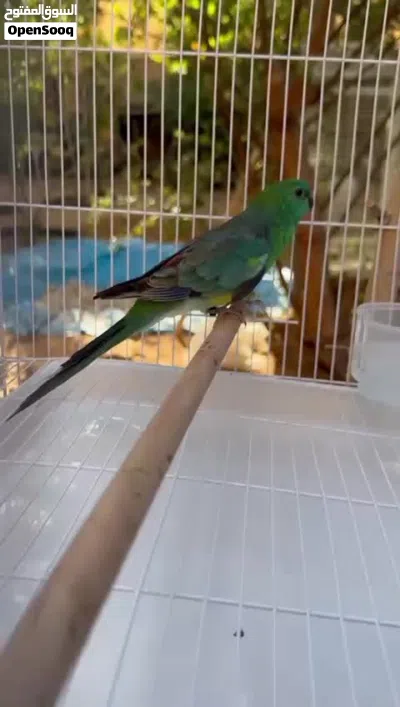 Red rumped للبيع 4