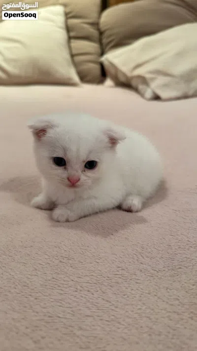 Scottish Short Hair x Persian Mix Kittens (1.5 Months) - White 3
