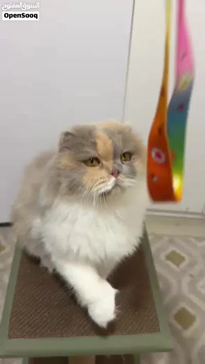 قطة للتبني 3