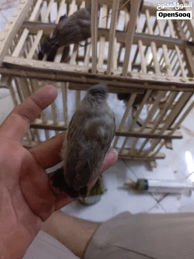 بلابل ربع ذيل التك 2